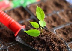 土壤養(yǎng)分檢測儀的應用主要是在哪里？