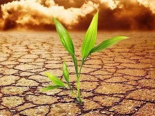 土壤重金屬檢測儀 土壤重金屬檢測儀