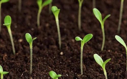 土壤肥料養(yǎng)分檢測儀 土壤肥料養(yǎng)分檢測儀